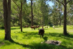 Horses!
